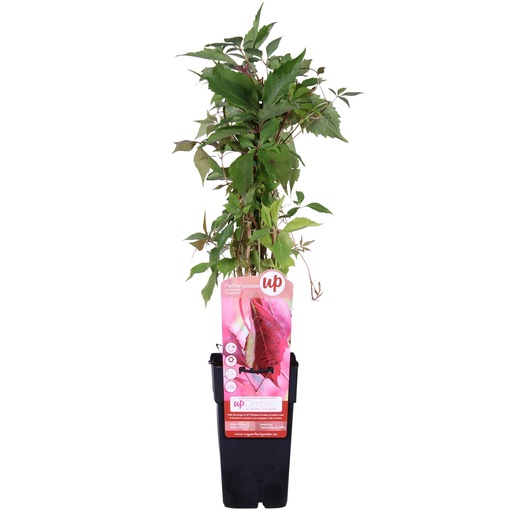 "Parthenocissus q. var. 'Engelmannii' - Ø15cm - ↕65cm image"