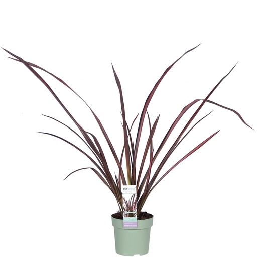 "Phormium 'Pink Flamingo' - Ø14cm - ↕50cm image"