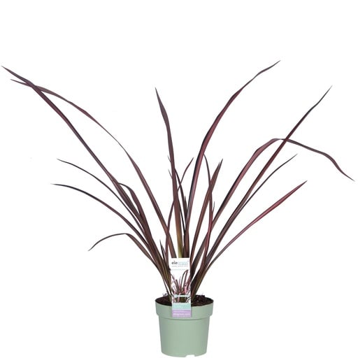 "Phormium 'Rosa Flamingo' - Ø14cm - ↕50cm image"