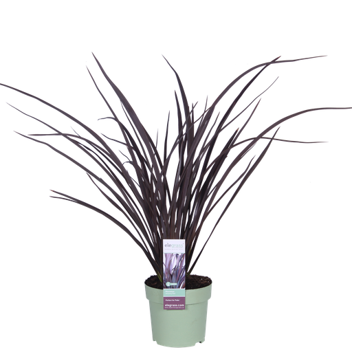 Phormium Rubra Nana