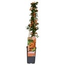 Pyracantha 'Soleil dOr' - Ø15cm - ↕65cm