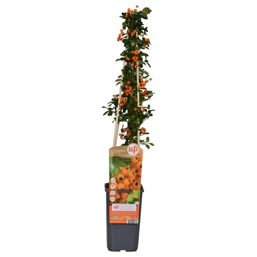 "Pyracantha 'Soleil dOr' - Ø15cm - ↕65cm image"