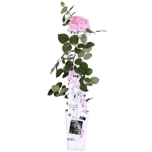 "Kletterrose 'Pink' (Rosa) – winterharte Kletterpflanze, Topf-Ø 15 cm, Höhe ca. 65 cm image"