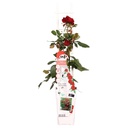 Rosa Crazy in love 'Red' - Rote Rose - Ø15cm - ↕65cm