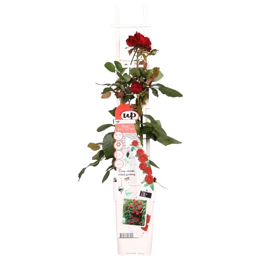 "Rosa Crazy in love 'Red' - Rote Rose - Ø15cm - ↕65cm image"