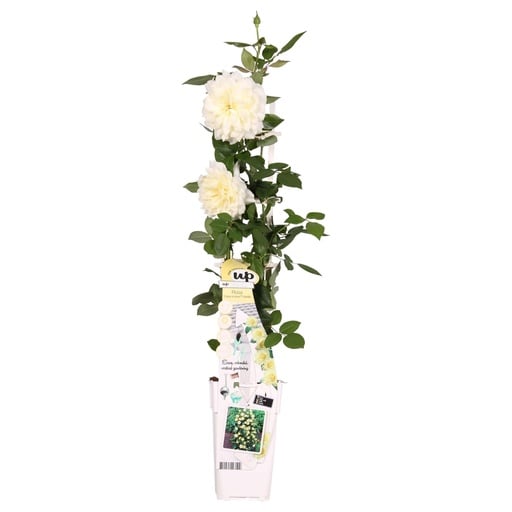 "Kletterrose 'Vanilla' (Rosa) – winterharte Kletterpflanze, Topf-Ø 15 cm, Höhe ca. 65 cm image"
