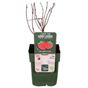 Rubus idaeus 'Malling Promise' - Ø13cm - ↕45cm