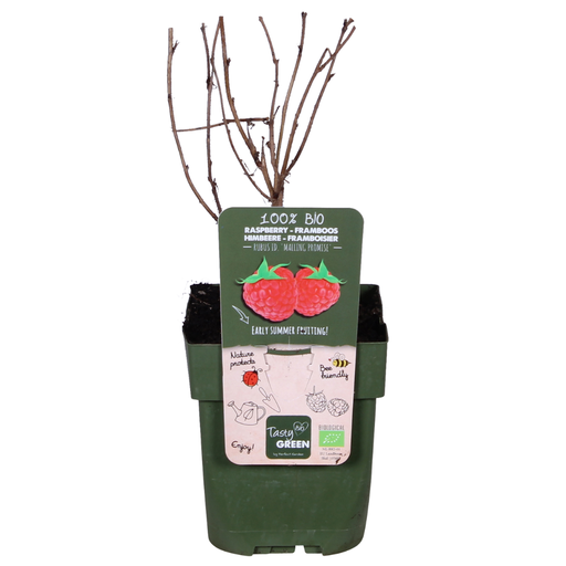"Rubus idaeus 'Malling Promise' - Ø13cm - ↕45cm image"