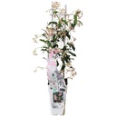 Trachelospermum 'Star of Ibiza' - Toskanischer Jasmin Rosa - Ø15cm - ↕65cm