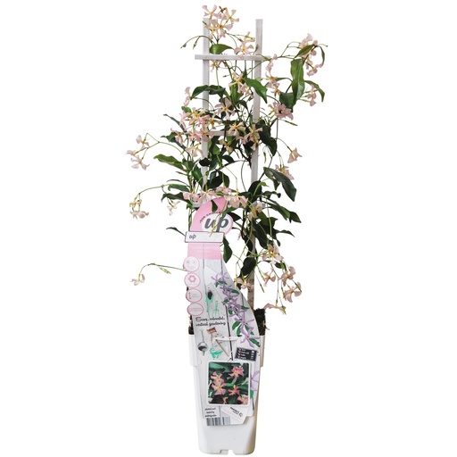 "Sternjasmin 'Star of Ibiza' (Trachelospermum jasminoides) – winterharte Kletterpflanze, Topf-Ø 15 cm, Höhe ca. 65 cm image"