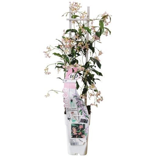 "Sternjasmin 'Star of Ibiza' (Trachelospermum jasminoides) – winterharte Kletterpflanze, Topf-Ø 15 cm, Höhe ca. 65 cm image"