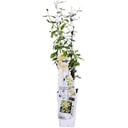 Trachelospermum 'Star of Toscana' - Toskanischer Jasmin Gelb - Ø15cm - ↕65cm