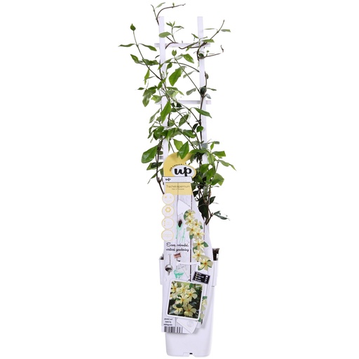 "Trachelospermum 'Star of Toscana' - Toskanischer Jasmin Gelb - Ø15cm - ↕65cm image"
