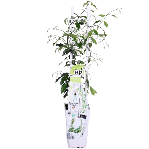 "Trachelospermum 'Star of Venice' - Toskanischer Jasmin WeiÃŸ - Ø15cm - ↕65cm image"