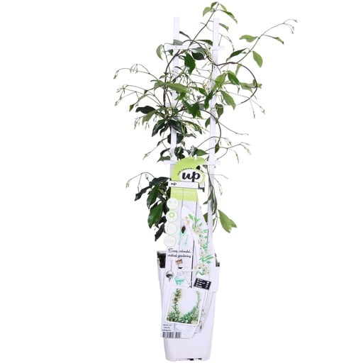 "Sternjasmin 'Star of Venice' (Trachelospermum jasminoides) – winterharte Kletterpflanze, Topf-Ø 15 cm, Höhe ca. 65 cm image"