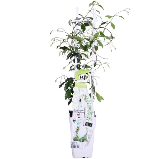 "Sternjasmin 'Star of Venice' (Trachelospermum jasminoides) – winterharte Kletterpflanze, Topf-Ø 15 cm, Höhe ca. 65 cm image"