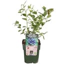 Vaccinium corymbosum 'Reka' - Ø13cm - ↕30cm