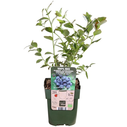 "Vaccinium corymbosum 'Reka' - Ø13cm - ↕30cm image"