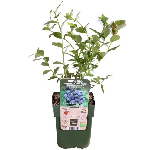 "Vaccinium corymbosum 'Reka' - Ø13cm - ↕30cm image"