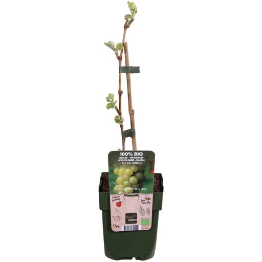 "Weinrebe 'Johanniter' (Vitis vinifera) – winterharte Kletterpflanze, Topf-Ø 13 cm, Höhe ca. 45 cm image"