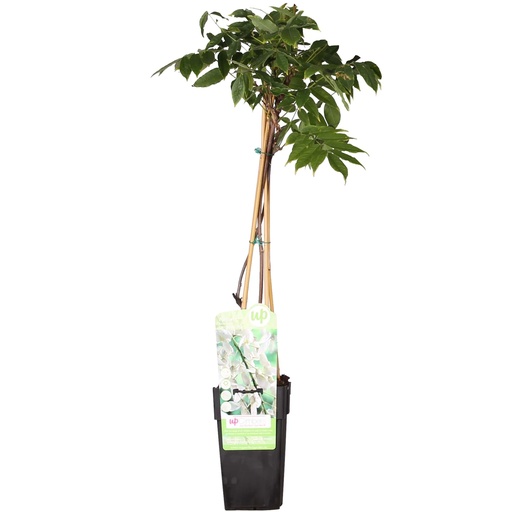 "Wisteria floribunda 'Longissima Alba' - WeiÃŸer Regen - Ø15cm - ↕65cm image"