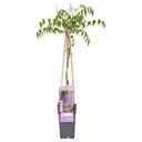 Wisteria floribunda 'Naga Noda' - Purpurner Regen - Ø15cm - ↕65cm