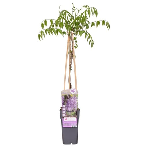 "Wisteria floribunda 'Naga Noda' - Purpurner Regen - Ø15cm - ↕65cm image"