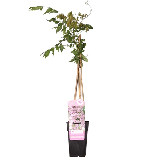 "Wisteria floribunda 'Rosea' - Rosa Regen - Ø15cm - ↕65cm image"