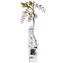 Wisteria sinensis Caroline - Purpurner Regen - Ø15cm - ↕65cm