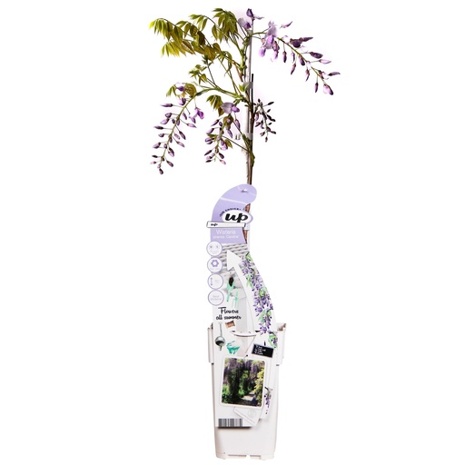 "Wisteria sinensis Caroline - Purpurner Regen - Ø15cm - ↕65cm image"