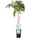 Wisteria sinensis 'Prolific' - Glyzinie - Ø15cm - ↕65cm