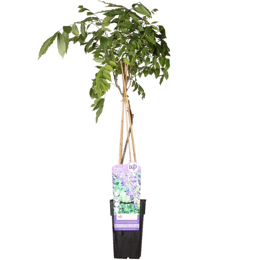 "Wisteria sinensis 'Prolific' - Glyzinie - Ø15cm - ↕65cm image"