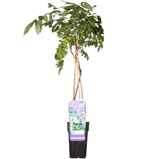 "Chinesischer Blauregen 'Prolific' (Wisteria sinensis) – winterharte Kletterpflanze, Topf-Ø 15 cm, Höhe ca. 65 cm image"