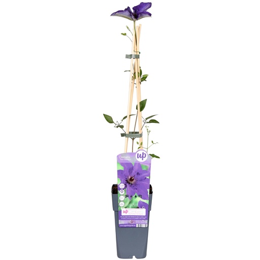 "Clematis The President - Clematis Lila - Ø15cm - ↕65cm image"