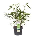Fargesia robusta 'Pingwu' - Ø14cm - ↕40cm