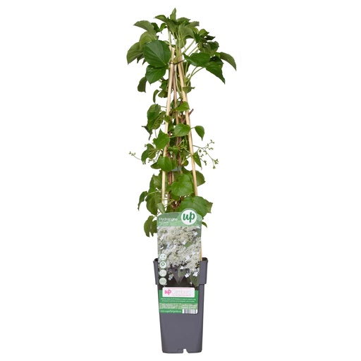 "Hydrangea petiolaris - Klimhortensia - Ø15cm - ↕65cm image"