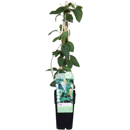"Lonicera japonica 'Halliana' - Ø15cm - ↕65cm image"