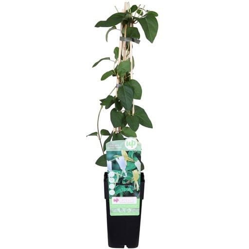 "Lonicera japonica 'Halliana' - Ø15cm - ↕65cm image"
