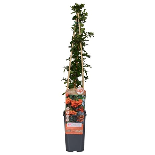"Feuerdorn 'Orange Glow' (Pyracantha coccinea) – winterharter Zierstrauch, Topf-Ø 15 cm, Höhe ca. 65 cm image"