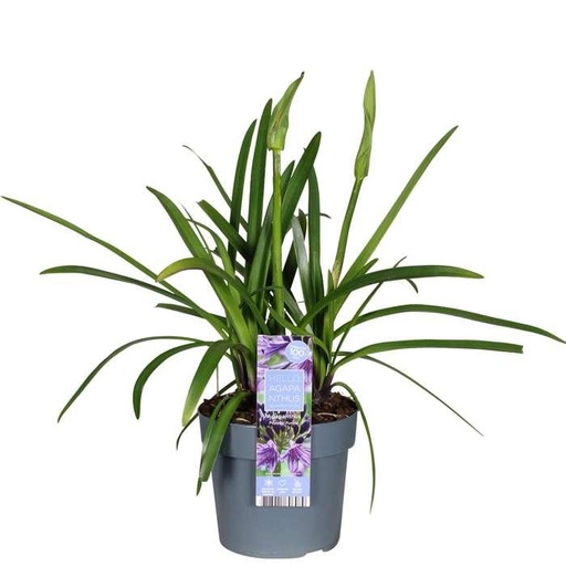 "Agapanthus 'Poppin Purple' - Ø19cm - ↕30cm image"