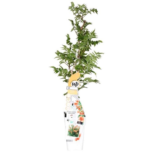 "Klettertrompete (Campsis radicans) – winterharte Kletterpflanze, Topf-Ø 15 cm, Höhe ca. 65 cm image"
