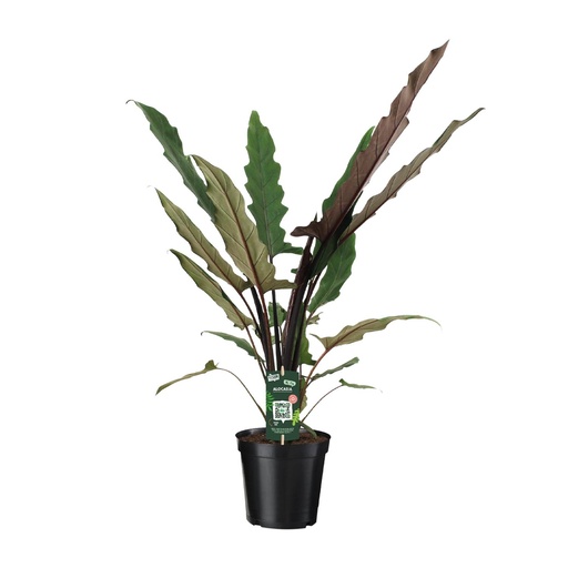 "Alocasia Lauterbachiana - Ø19cm - ↕80cm image"