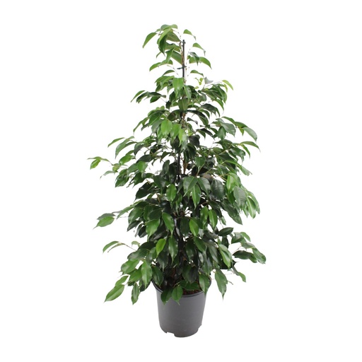 "Ficus benjamina Danielle - Ø21cm - ↕95cm image"