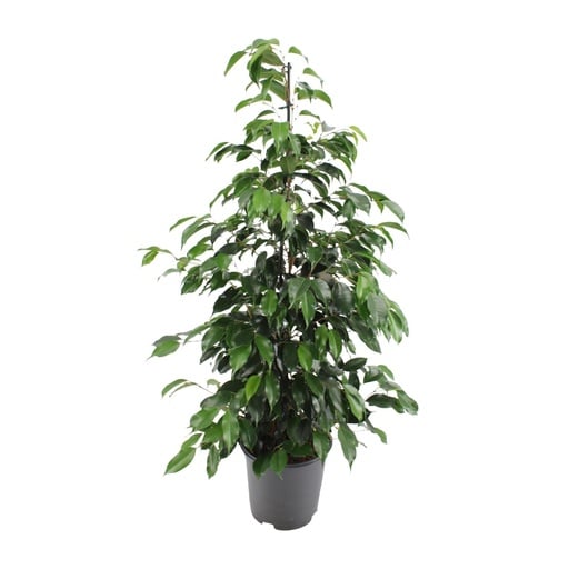 "Birkenfeige 'Danielle' (Ficus benjamina) – pflegeleichte Zimmerpflanze, Topf-Ø 21 cm, Höhe ca. 95 cm image"