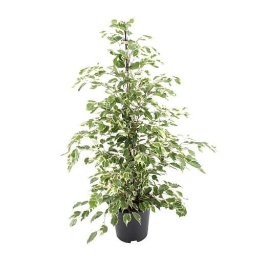 "Ficus benjamina Twilight - Ø21cm - ↕95cm image"