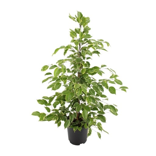 "Ficus benjamina Goldenking - Ø21cm - ↕95cm image"