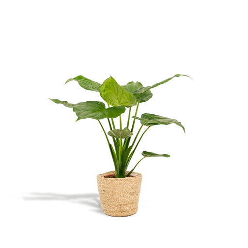 "Alocasia Cucullata - Ø19cm - ↕65cm + Korb Selin image"