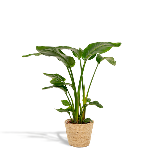"Strelitzia Nicolai - Topf-Ø 19 cm - Höhe ca. 90 cm + Korb Selin image"