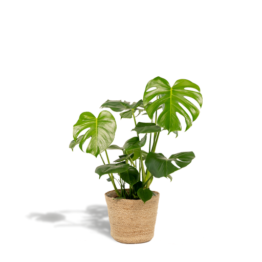 "Monstera Deliciosa + Körbchen Selin - ↨80cm - Ø21cm image"