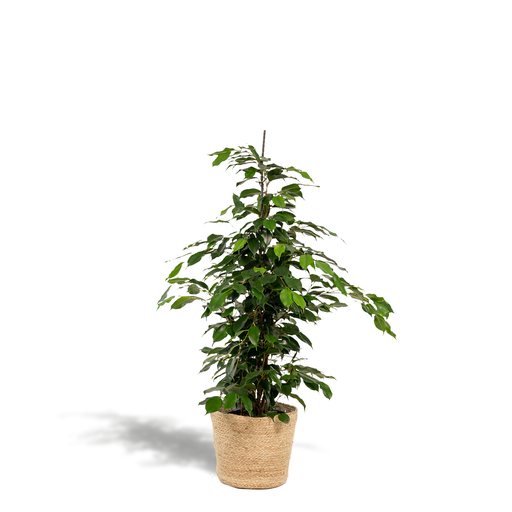 "Ficus benjamina Danielle - Ø21cm - ↕95cm + Korb Selin image"